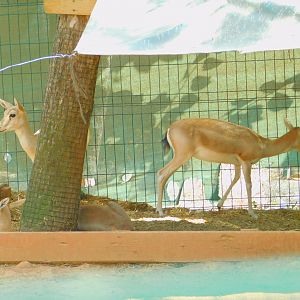 Goitered Gazelles at Park Of Istanbul