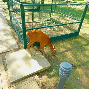 Roe Deer at Park Of Istanbul