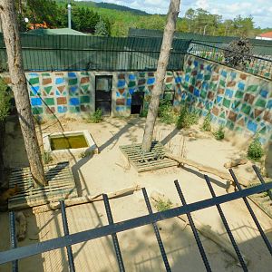 Golden Jackal Enclosure at Park Of Istanbul
