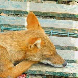 Golden Jackal at Park Of Istanbul