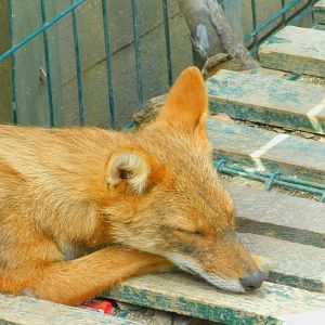 Golden Jackal at Park Of Istanbul