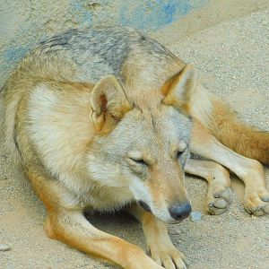 Grey Wolf at Park Of Istanbul