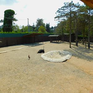 Ostrich Enclosure at Park Of Istanbul