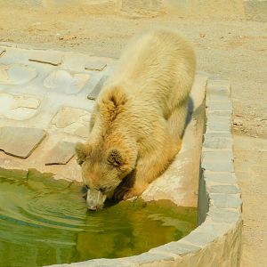 Syrian Brown Bear taking a dip at Park Of Istanbul