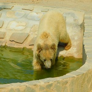 Syrian Brown Bear at Park Of Istanbul