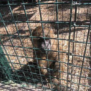 Yellow(?) Baboon at Park of Istanbul