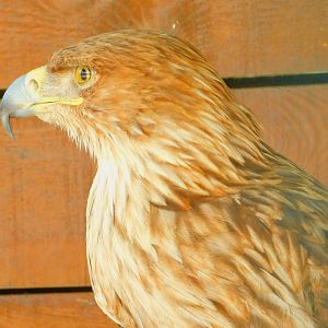 Steppe(?) Eagle at Park Of Istanbul