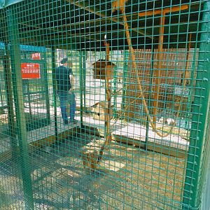 Squirrel Encosure at Park Of Istanbul