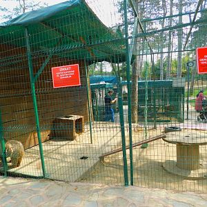 Bear Cub at Park Of Istanbul