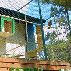 Golden Eagles at Park of Istanbul
