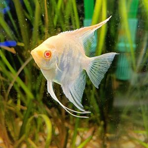 Albino Freshwater Angelfish