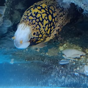 Snowflake Moray