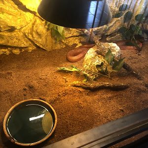 Corn Snake Enclosure at Park of Istanbul