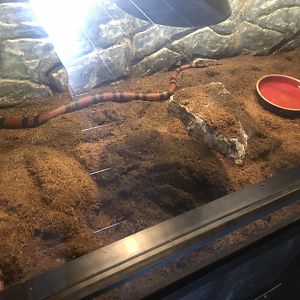 Honduran Milksnake Enclosure at Park of Istanbul