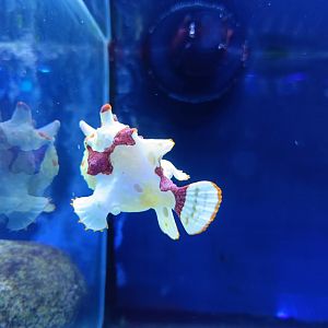 Warty Frogfish