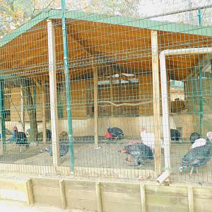 Turkeys at Park of Istanbul