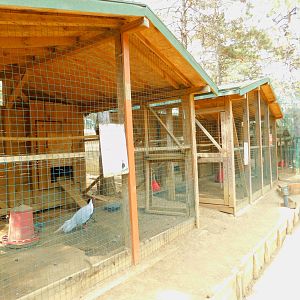 Silver Pheasant Enclosure at Park of Istanbul