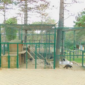 Raccoon Enclosure at Park of Istanbul