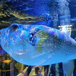 White-spotted Pufferfish