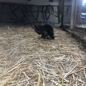 Raccoon kit at Park of Istanbul