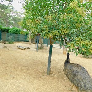 Wallaby and Emu Enclosure at Park of Istanbul