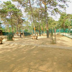 Camel, Zebra, and Donkey Enclosure