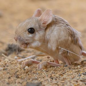 Lesser egyptian jerboa (Jaculus jaculus)