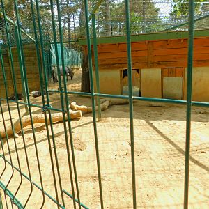 Porcupine Enclosure at Park of Istanbul