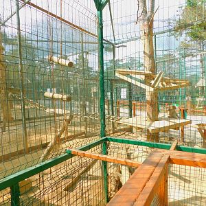 Rhesus Macaque Enclosure at Park of Istanbul