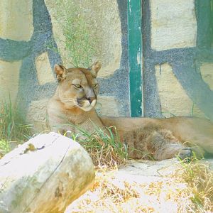 Puma at Park of Istanbul