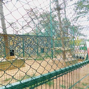 Young Lioness at Park of Istanbul