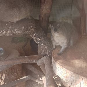 Staring hyrax