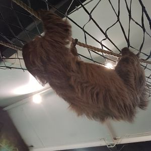 Chico the sloth
