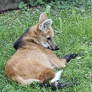 Maned wolf