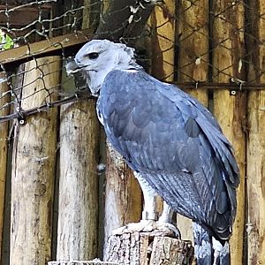 Harpy eagle