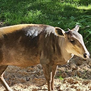 Yellow backed duiker