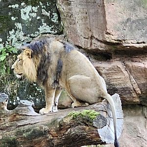 Asiatic lion