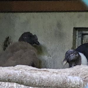 Andean condor chick