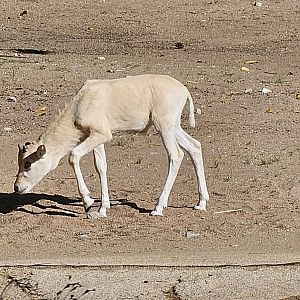 Addax