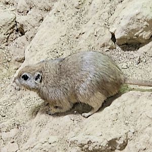 Sand rat