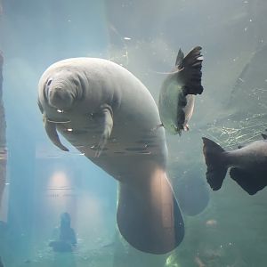 Manatee
