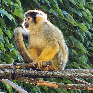 Squirrel monkey
