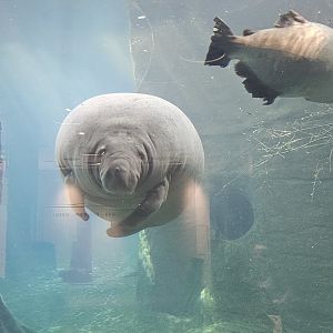 Manatee
