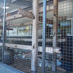Tayra exhibit in entrance/main building, 2023-05-31