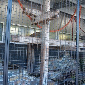 Tayra exhibit in entrance/main building, 2023-05-31