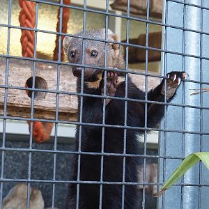 Tayra (Eira barbara), 2023-05-31
