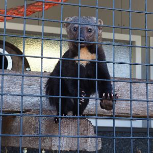 Tayra (Eira barbara), 2023-05-31