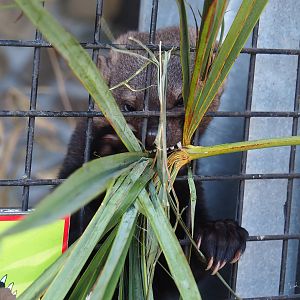 Tayra (Eira barbara) going after a palm next to its exhibit, 2023-05-31