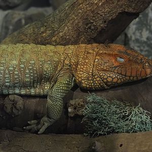 Caiman lizard (Dracaena guianensis), 2023-05-31
