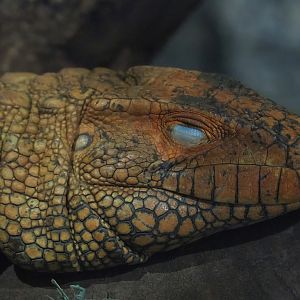 Caiman lizard (Dracaena guianensis), 2023-05-31